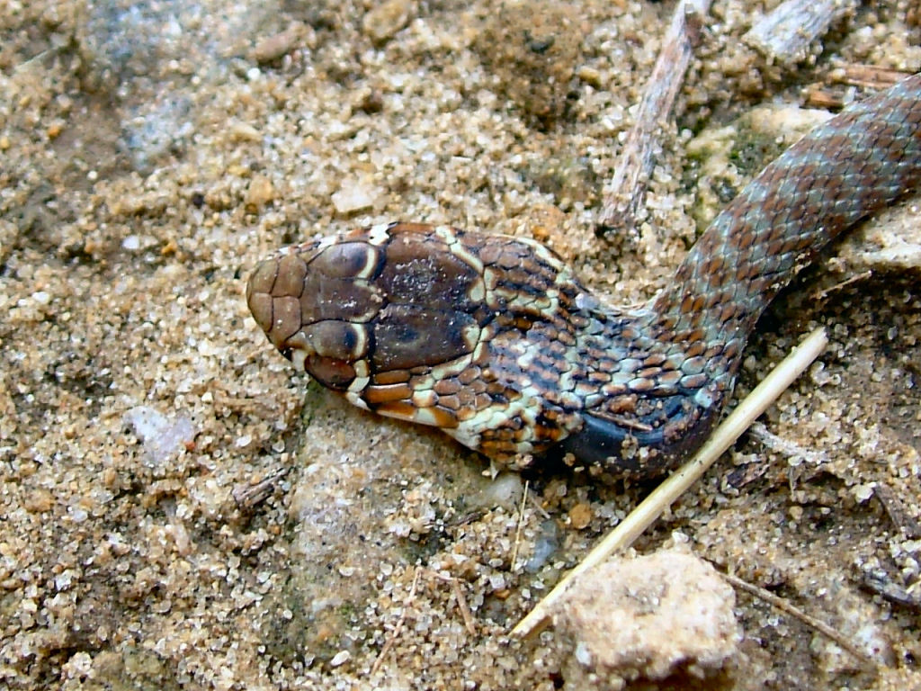 Hierophis viridiflavus: biacco giovane